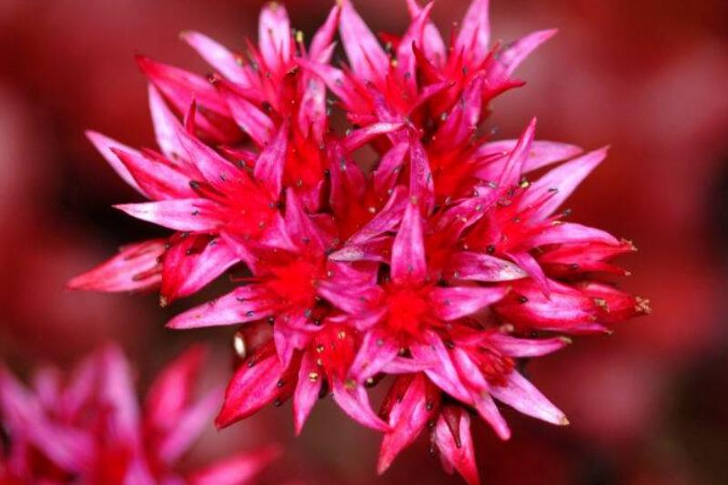 Closeup Of Perennial Sedum Flowers Closeup Of Perennial Sedum Flowers