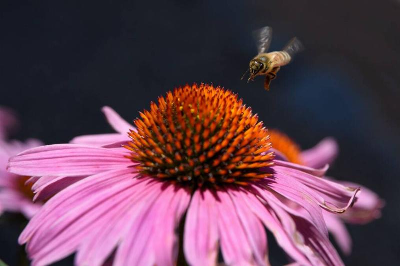 Cone Flower Cone Flower