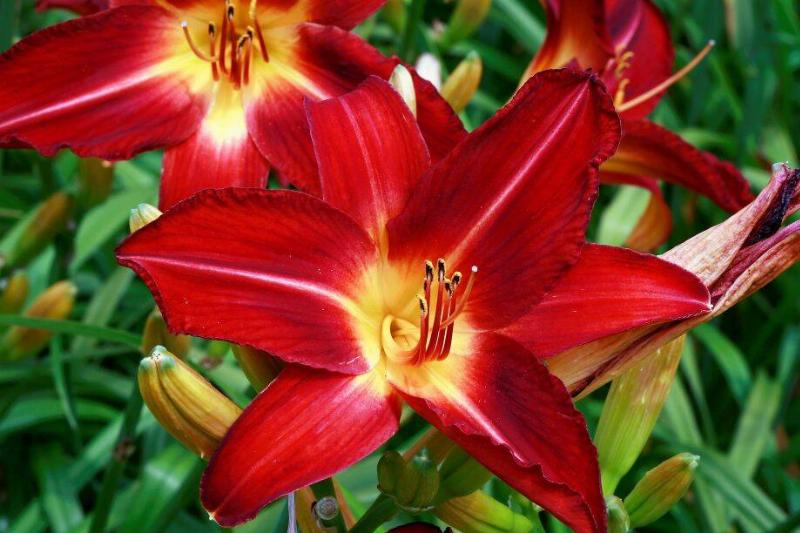 Daylily Daylily