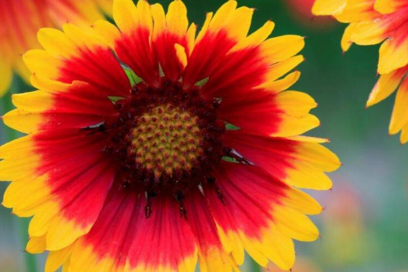 Gaillardia Aristata Gaillardia Aristata