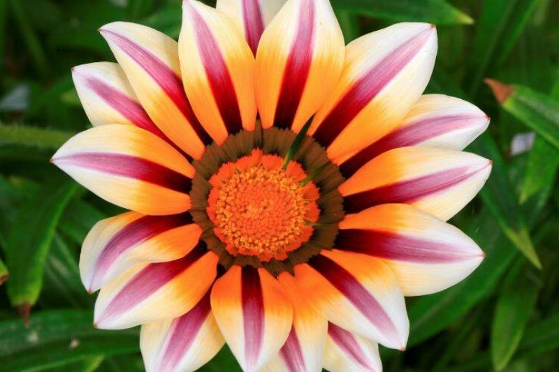 Gazania X Hybrida Gazania X Hybrida