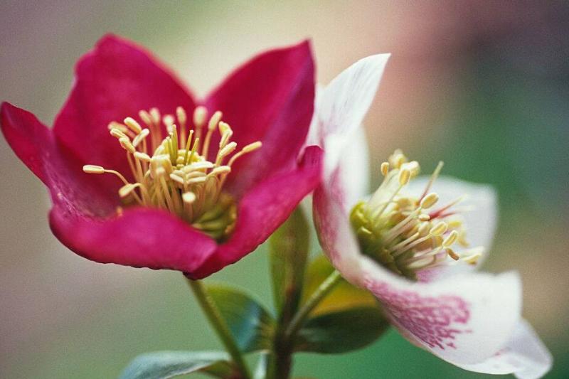 Hellebore flower Hellebore flower
