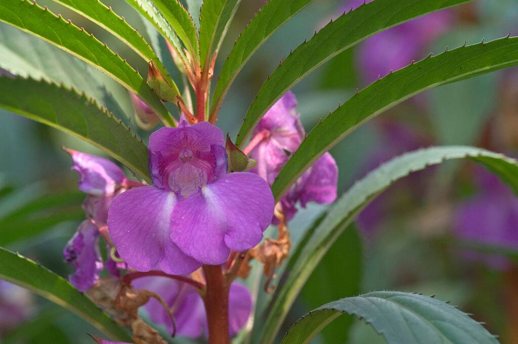 Himalayan Balsam Himalayan Balsam