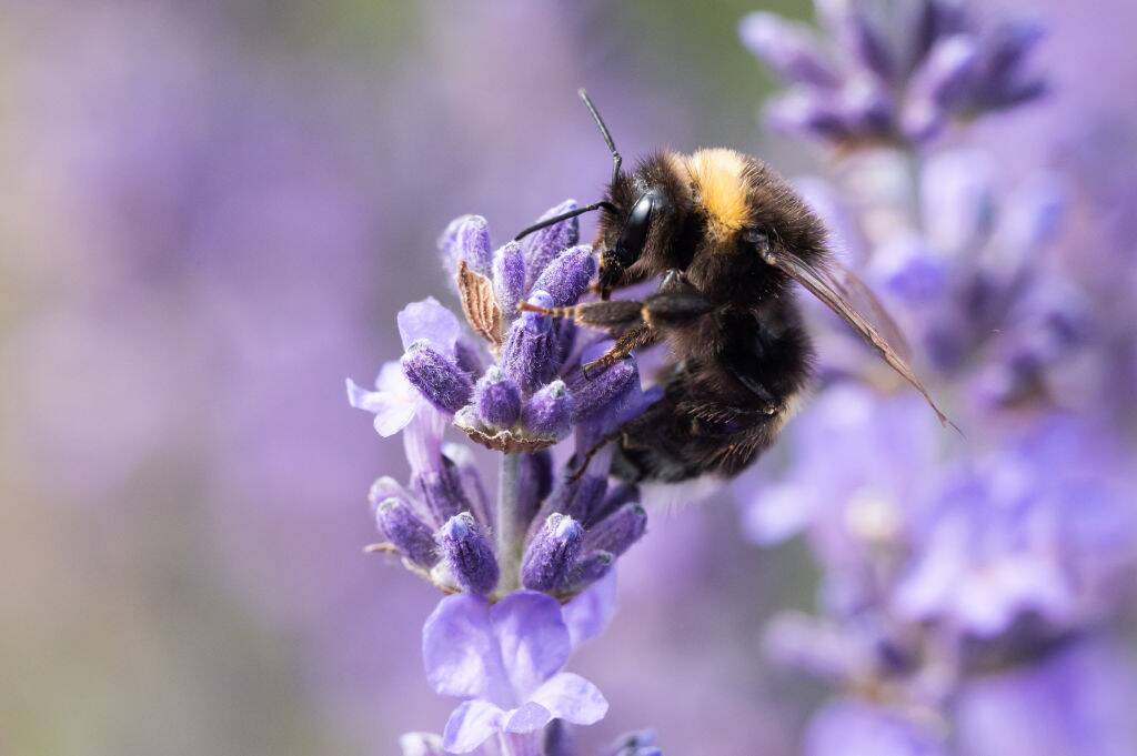 Lavender flower Lavender flower