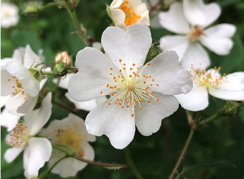 Multiflora Rose Multiflora Rose