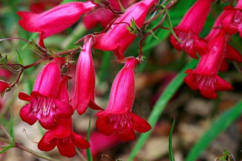 Penstemon Penstemon