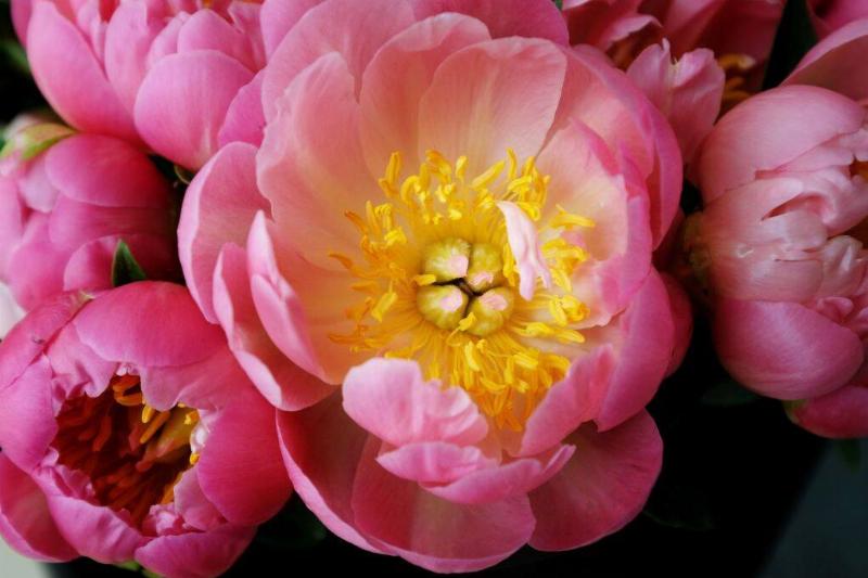 Peonies Peonies