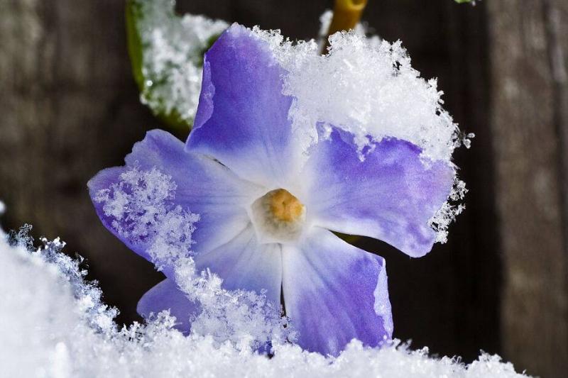 Periwinkle, Vinca minor Periwinkle, Vinca minor