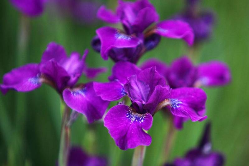 Purple Irises Purple Irises