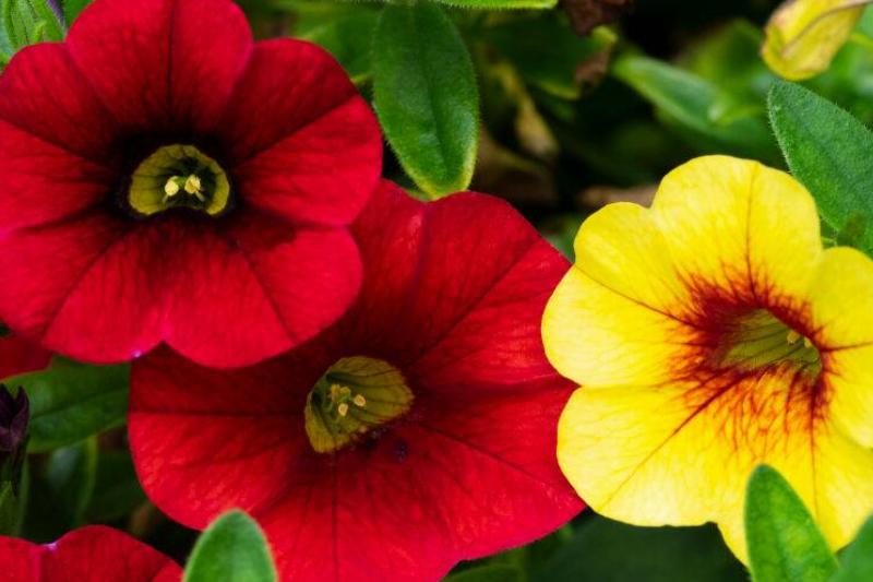 Red and yellow Calibrachoa Red and yellow Calibrachoa