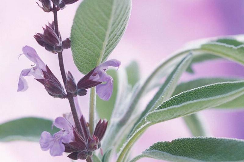 Sage, Salvia officinalis Sage, Salvia officinalis