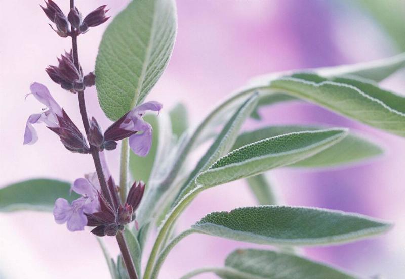 Sage, Salvia officinalis