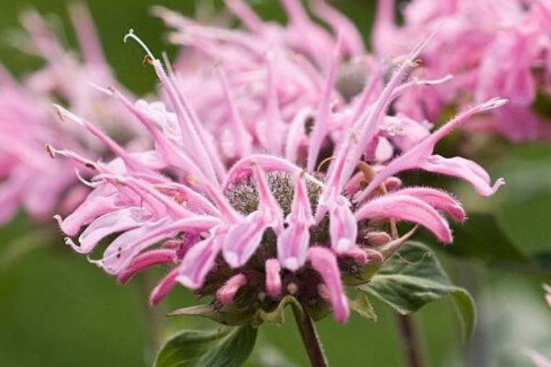 Scarlet Bee Balm Scarlet Bee Balm