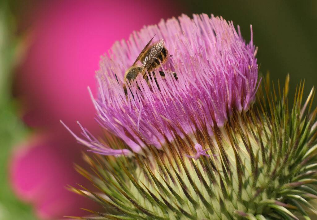 Scotch Thistle Scotch Thistle