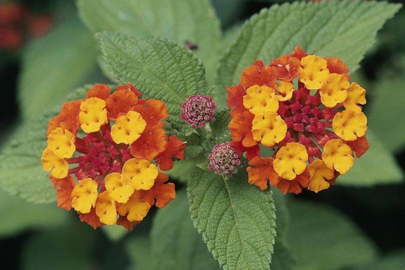West Indian lantana West Indian lantana