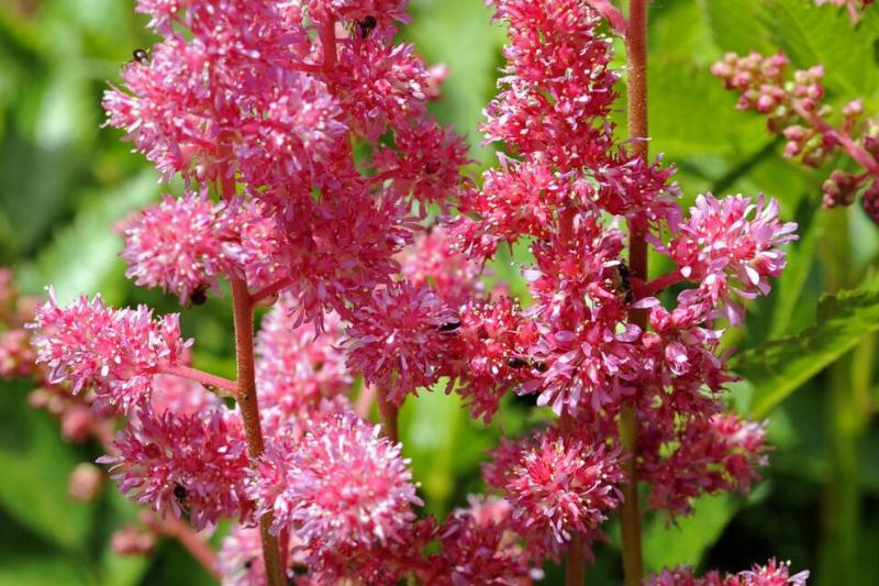 Astilbe Astilbe