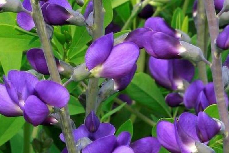 Baptisia australis. wild indigo Baptisia australis. wild indigo