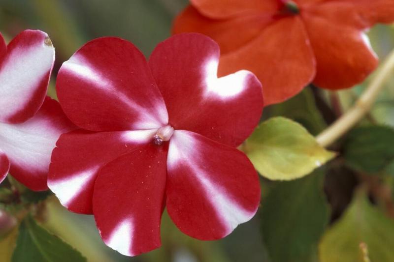 Impatiens Expo Impatiens Expo