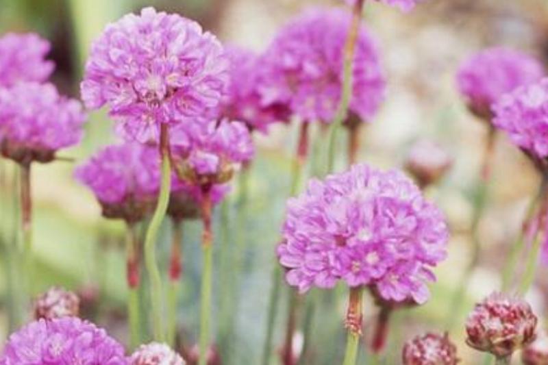 Sea Pink or Plantain Thrift... Sea Pink or Plantain Thrift...