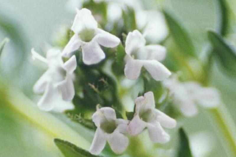 Thyme. Thyme.
