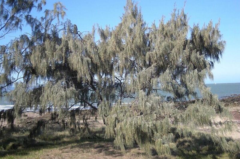 Casuarina_equesitifolia_tree Casuarina_equesitifolia_tree
