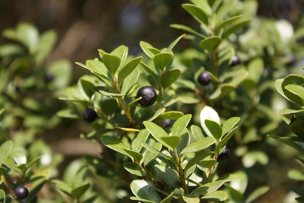 Japanese Holly Japanese Holly