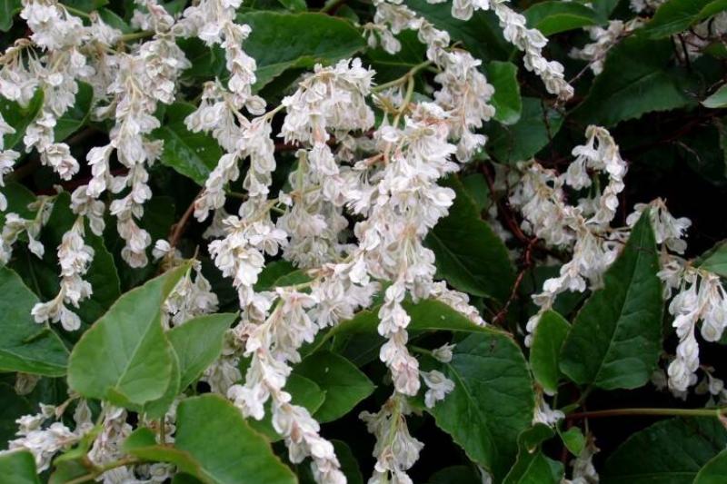 Polygonumbaldschuanicum Polygonumbaldschuanicum