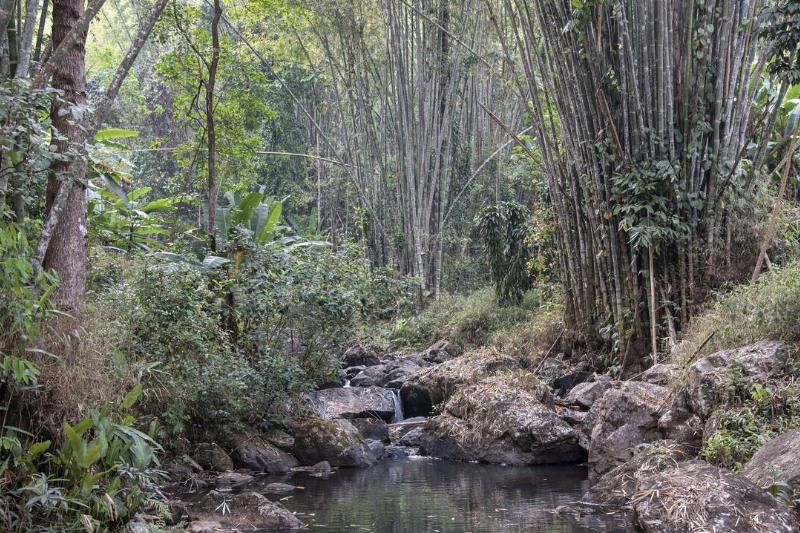 A stream runs through a bamboo forest in the hills of... A stream runs through a bamboo forest in the hills of...