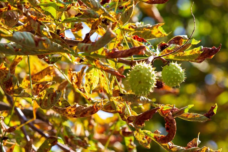 Chestnut tree with chestnuts Chestnut tree with chestnuts