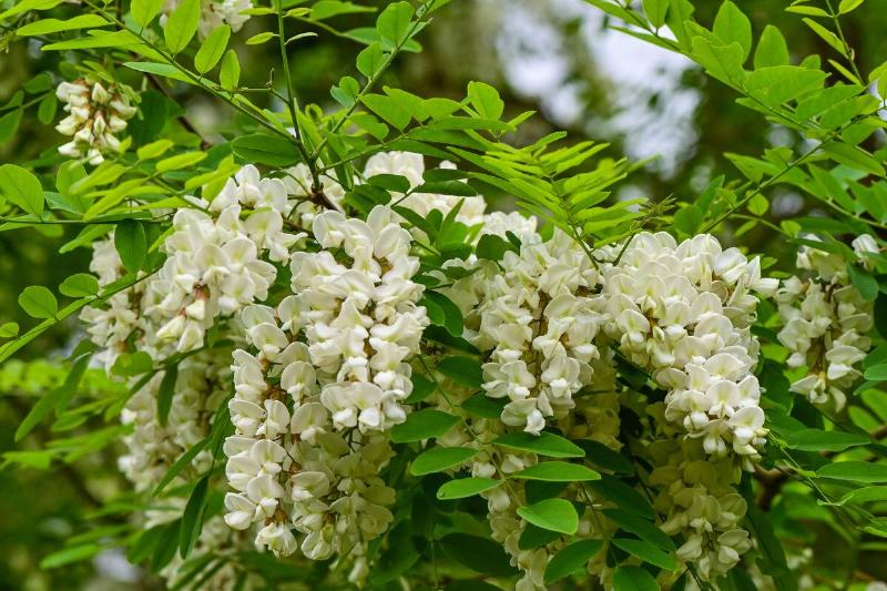 Common black locust Common black locust