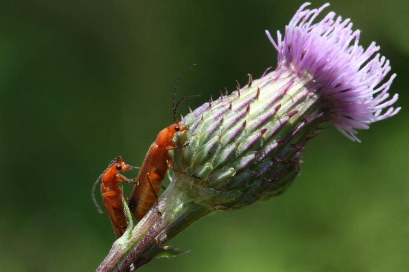 Common Red Soldier Beetles Common Red Soldier Beetles
