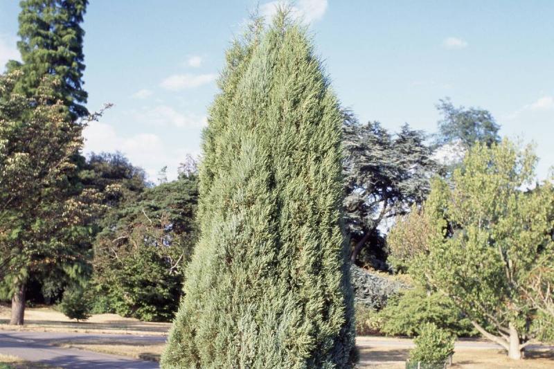 Eastern red cedar or Virginia juniper... Eastern red cedar or Virginia juniper...