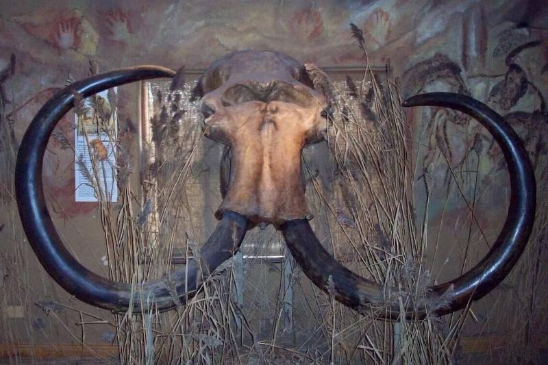 mammoth skull from doggerland mammoth skull from doggerland