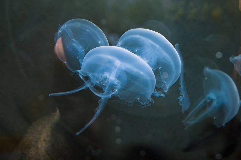 Moon Jellyfish, Aurelia aurita, Germany, North Sea Moon Jellyfish, Aurelia aurita, Germany, North Sea