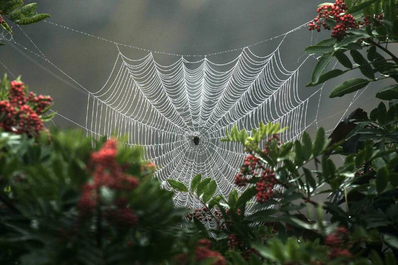 October 7, 2004. San Juan Capistrano, CA. Orb weaver spiders spin circular webs that can be up to tw October 7, 2004. San Juan Capistrano, CA. Orb weaver spiders spin circular webs that can be up to tw