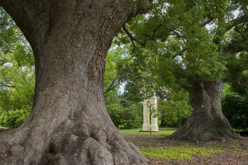 Old camphor trees in the garden at Vergelegen, a historic... Old camphor trees in the garden at Vergelegen, a historic...