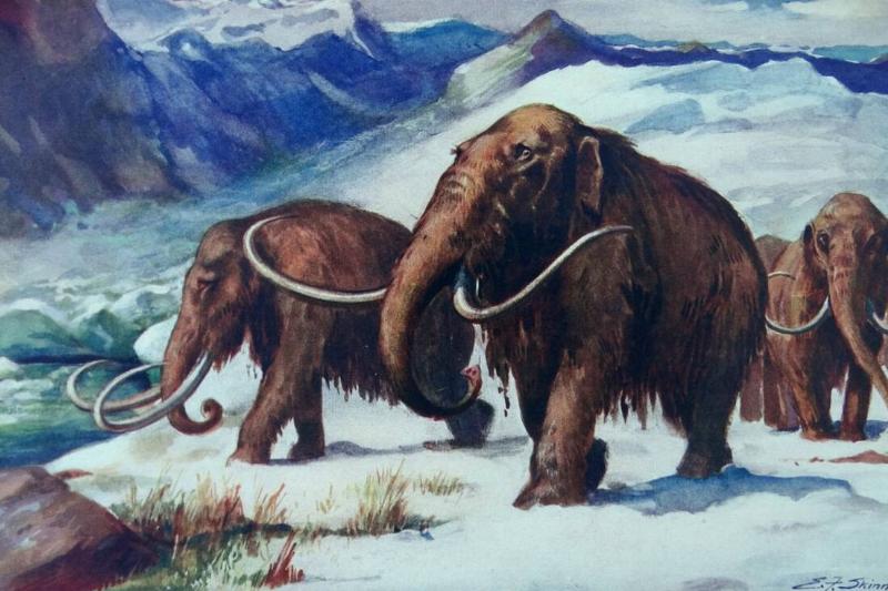 Painting depicting Mammoths roaming the earth during the early ice age Painting depicting Mammoths roaming the earth during the early ice age