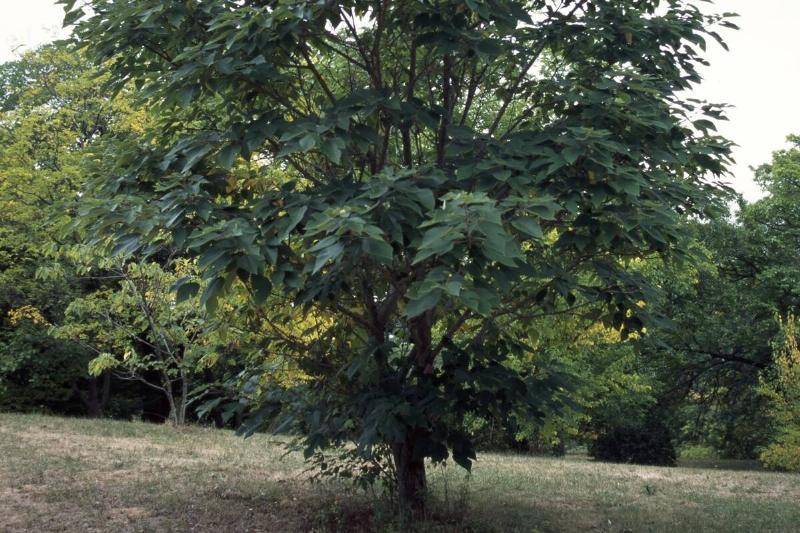 Paper Mulberry (Broussonetia papyrifera)... Paper Mulberry (Broussonetia papyrifera)...