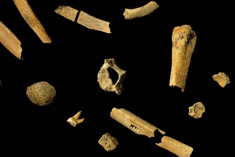 Presentation Of Newly-Discovered Neanderthal Man Fossilized Bones. On March 20th, 1999. In Mettmann, Germany Presentation Of Newly-Discovered Neanderthal Man Fossilized Bones. On March 20th, 1999. In Mettmann, Germany