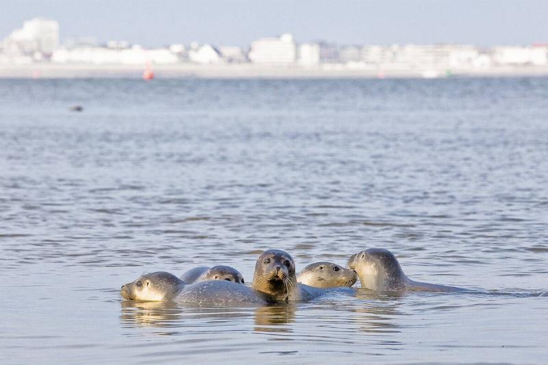 Seals (sea dogs) in front of the East Frisian island Norderney, North-Sea. Seals (sea dogs) in front of the East Frisian island Norderney, North-Sea.