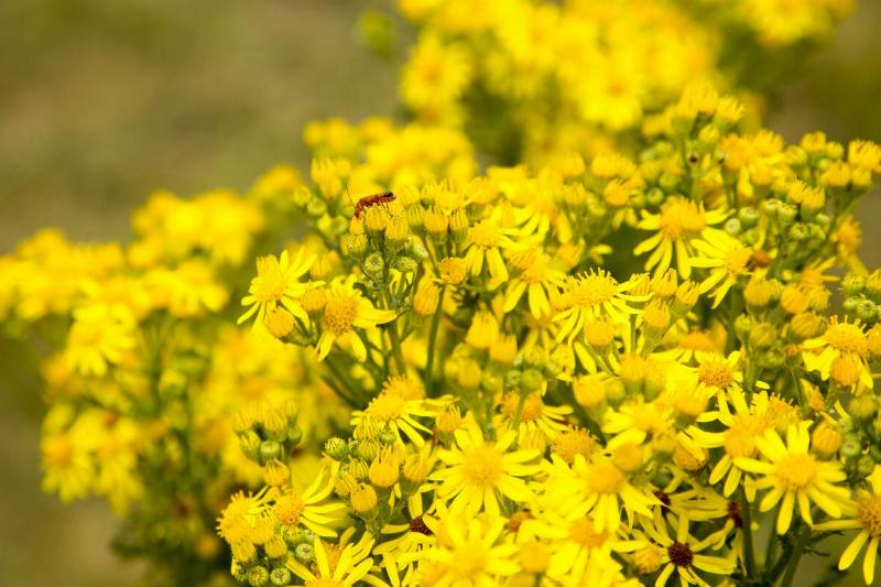 Yellow Common Ragwort flowers, Senecio jacobaea L., growing in Suffolk Sandlings, near Shottisham, Suffolk, England, UK Yellow Common Ragwort flowers, Senecio jacobaea L., growing in Suffolk Sandlings, near Shottisham, Suffolk, England, UK