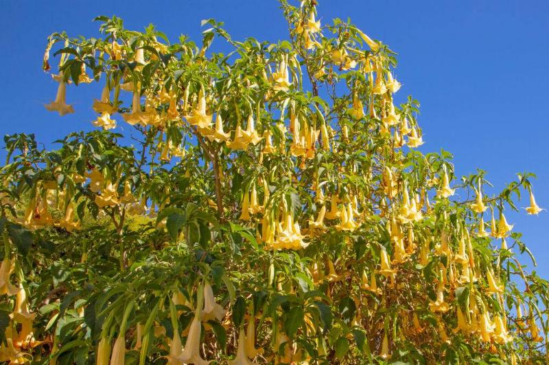 Angel's Trumpet Angel's Trumpet
