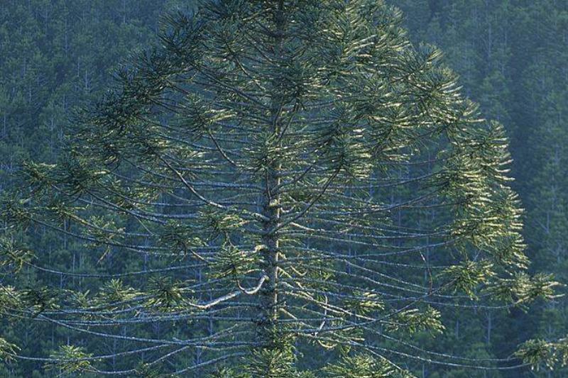Bunya Pine Bunya Pine