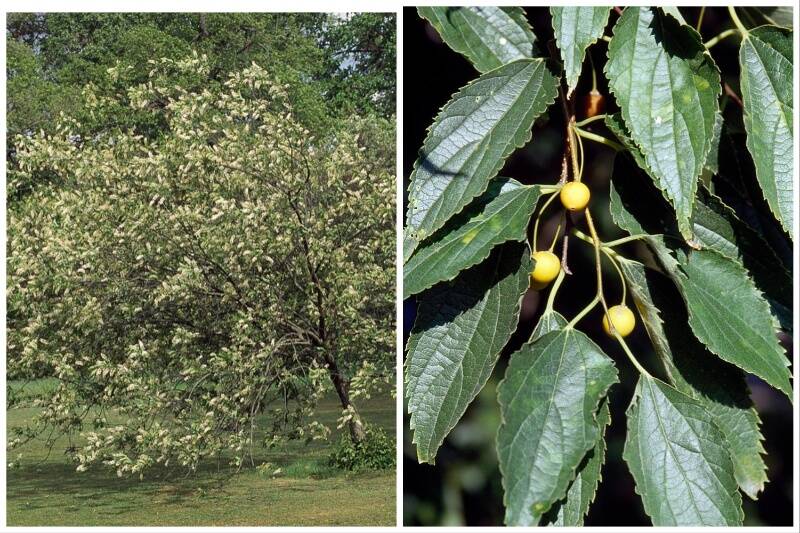 Hackberry Tree