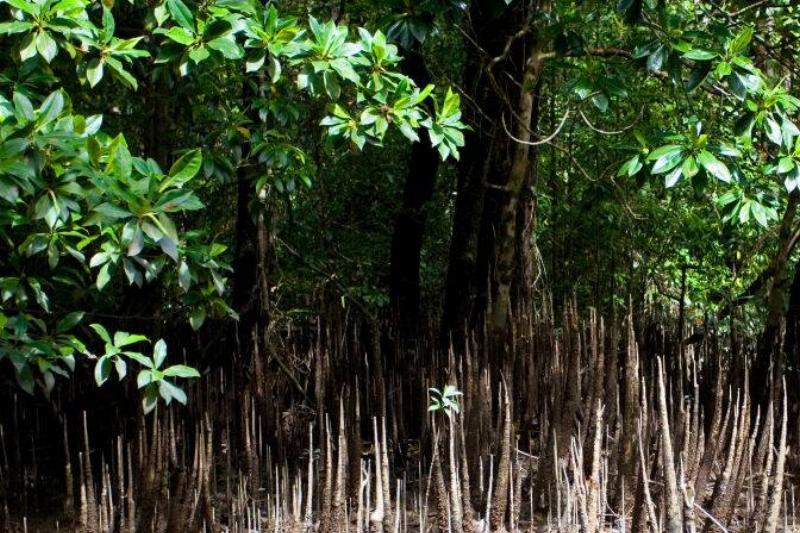 Mangrove Trees Mangrove Trees