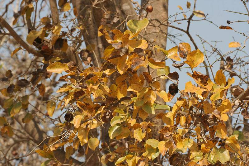The Strychnine Tree