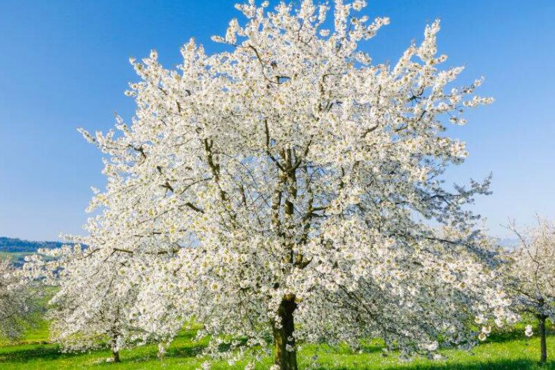 Wild Cherry Tree Wild Cherry Tree