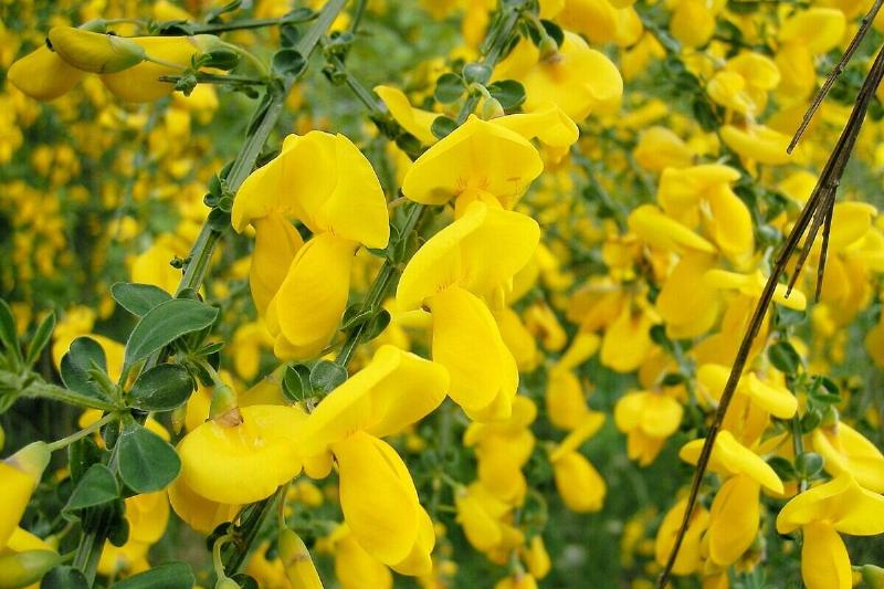 1280px-Cytisus_scoparius_by_Danny_S._ 001 1280px-Cytisus_scoparius_by_Danny_S._ 001