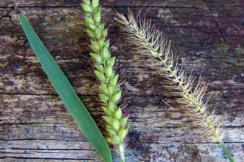 1280px-Starr_090121-1010_Setaria_parviflora_cropped 1280px-Starr_090121-1010_Setaria_parviflora_cropped