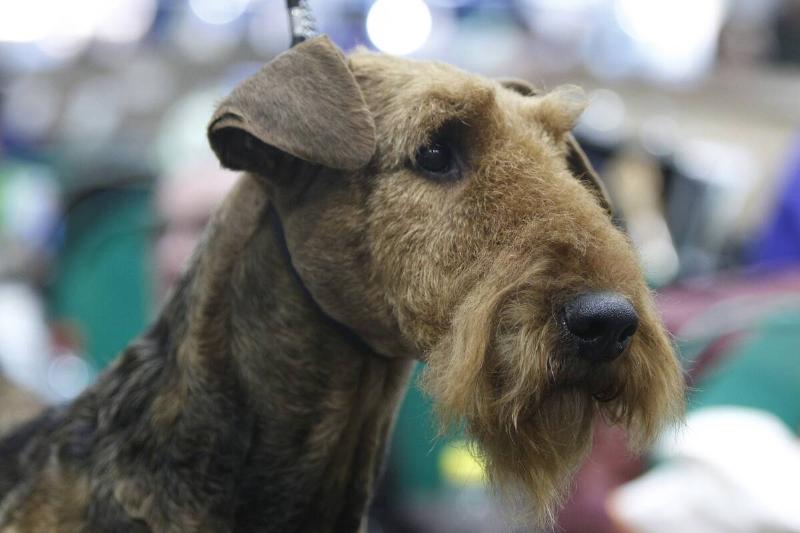 2018 Crufts Dog Show Day Two 2018 Crufts Dog Show Day Two